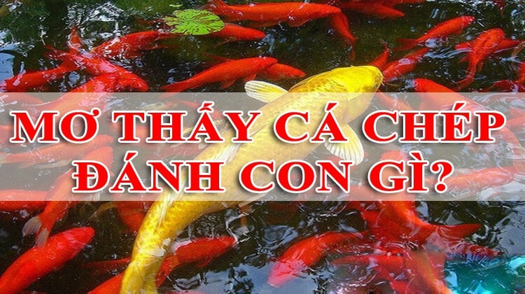 Cách giải mã tịch số đề từ 00 đến 99 khi gặp con cá Cách giải mã tịch số đề từ 00 đến 99 khi gặp con cá